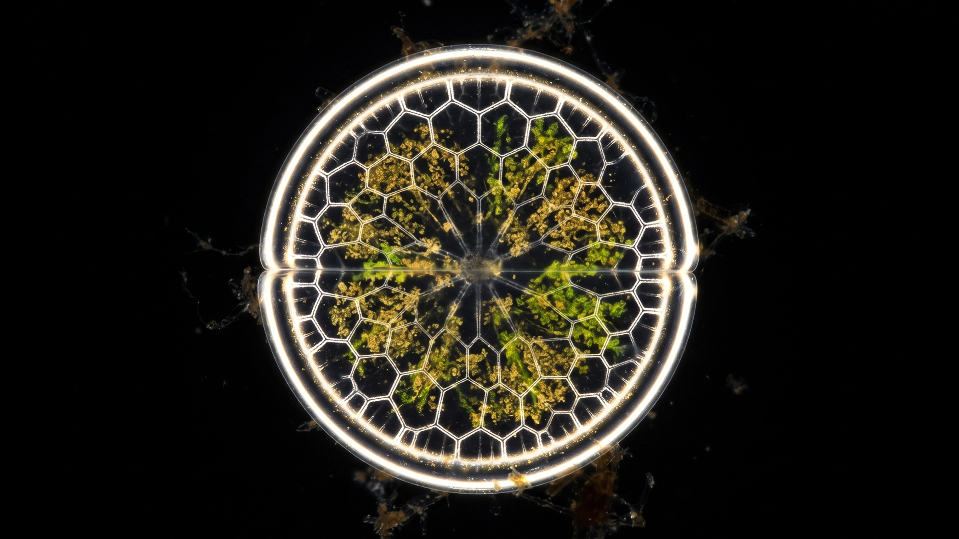 Arte fractal: Diatomea Coscinodiscus