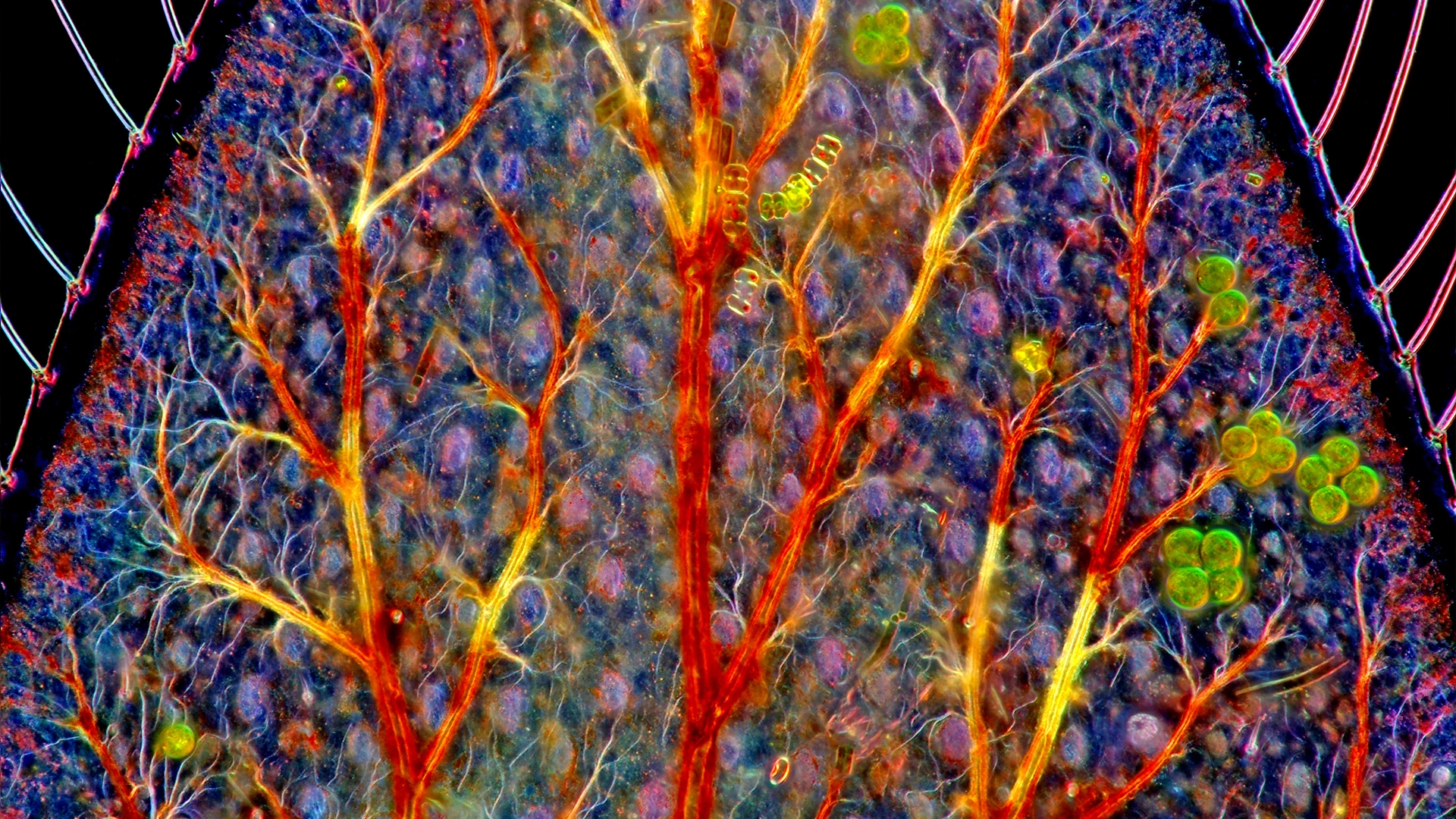 Arte fractal: Dragonfly Larva