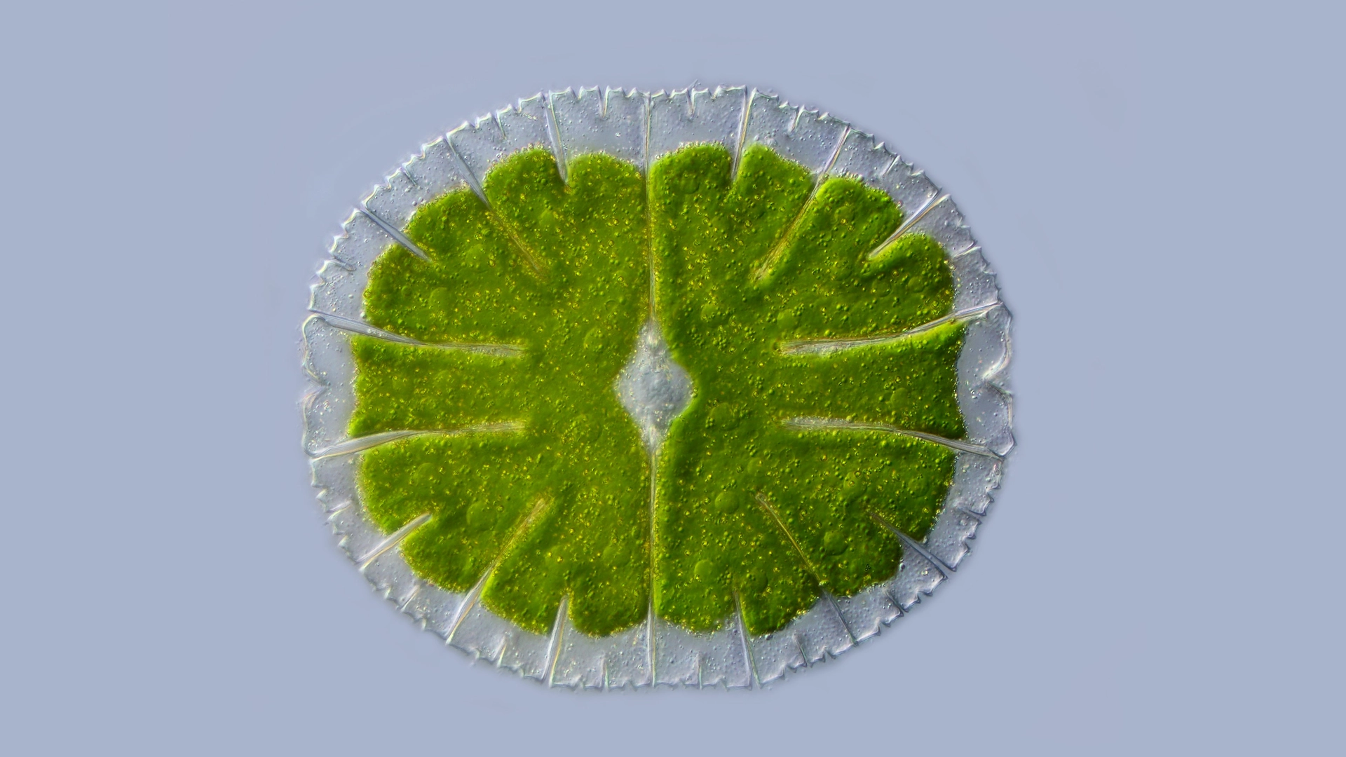 Arte fractal: Micrasterias thomasiana