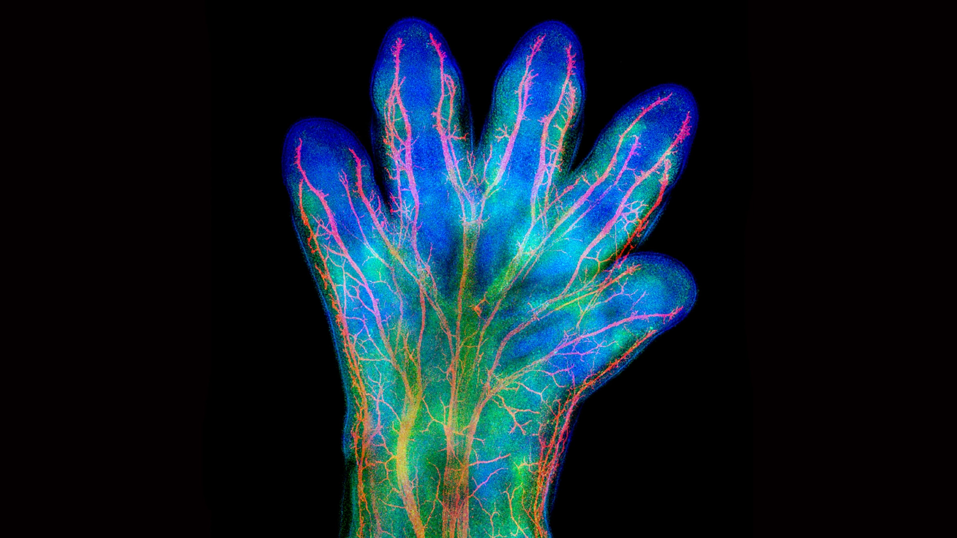 Arte fractal: Mouse hand, showing veins